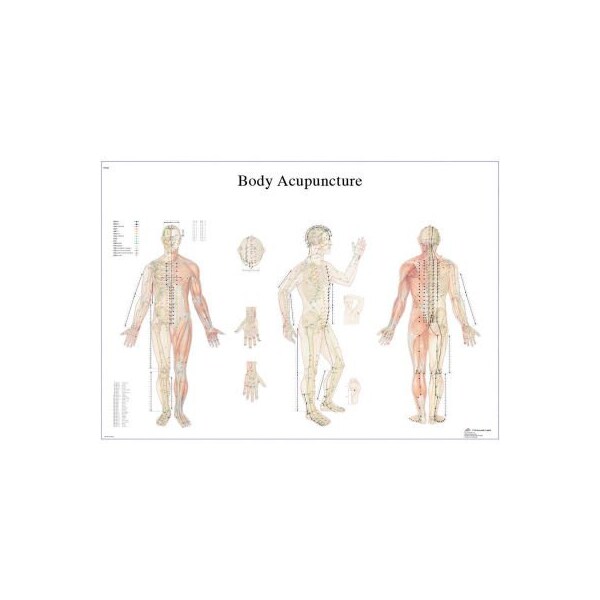 3B Anatomical Chart - Acupuncture Body, Laminated